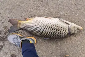 辟谣：鱼线细一些，上鱼率才会高？别轻信，黑坑就是典型的反例图片