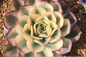 包邮区的新手朋友不知道怎么养多肉？做好这几点保证你养得棒棒哒图片