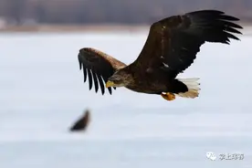 珲春珍稀野生动物图鉴 | 鹰隼展翼 鹏程万里图片