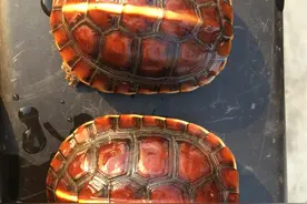 黄缘龟，变异龟、极品红，中国🇨🇳红图片