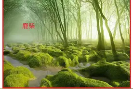 鹿柴｜不怕您笑话，王维的这首诗名，我读了半辈子“lu chai”图片