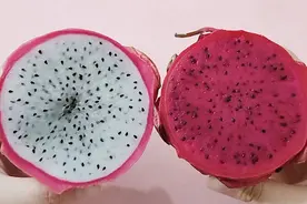 都是火龙果，“红心”和“白心”哪个好？区别还挺大，别再乱买了图片