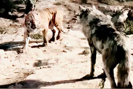 狼王传奇：豹子袭巢，花狗重伤脱逃，獒犬回归村庄，狼王再次离开图片