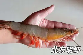 市场上常见的五种虾，五张照片让你分清产地和价格图片