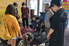 宜宾爱心人士组织公益领养活动 为流浪动物寻找新家图片