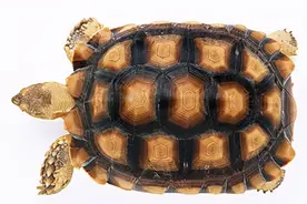 19个冷知识，虽然很少用到，但却可以增加谈资的猎奇知识图片