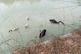 子非鱼，安知鱼之乐；子非鱼，又焉知鱼之苦！图片