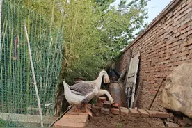 我家的两只大鹅，剩饭；剩菜给它们吃，减少了厨余垃圾！鹅蛋好吃图片