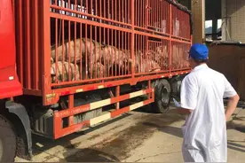 4月1日起生猪禁调令落地，利空出尽，猪价能否上涨？图片