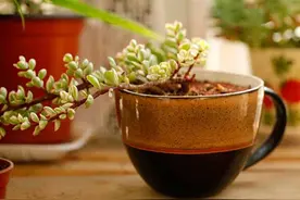 多肉雅乐之舞也可以进行枝插，掌握3个技巧，一个月就能生根成株图片