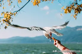 冬游云南：到昆明撸鸥赏景过新年，最佳观鸥地点就看这篇图片