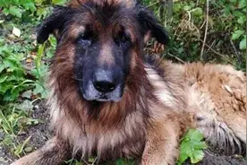 想活下去！狗狗遭主人「打针活埋」自己奋力挖开土…心疼图片