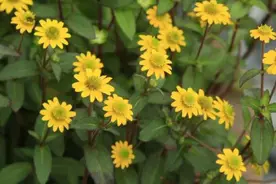 十二生肖，各有各的“幸运花”，爱花的人别养错了图片