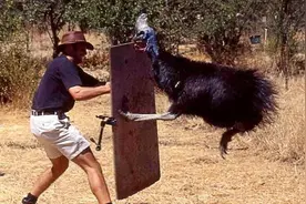 战力爆表的鹤鸵，能一脚击穿木板，因一弱点被人类驯养1.8万年图片