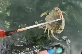 对于自媒体赶海视频，都能捡到大鱼大螃蟹，是真实的还是摆拍的？图片