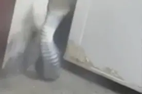 临近冬季，警惕蛇类进屋！安徽村民家惊现2米长眼镜蛇，有多毒？图片