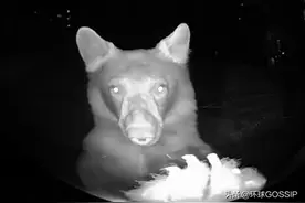 美国夫妇遭遇夜半门铃声，先惊后喜：“不速之客”真特别图片