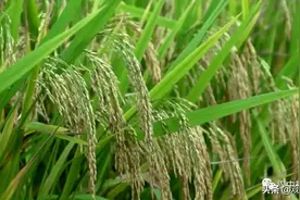 400万斤！4000万元！洋县黑米搭乘“电商快车”热销全国图片