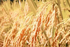 合肥版“五谷丰登”，指的是：哪5谷？图片