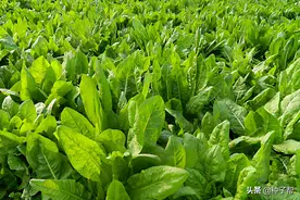 被称“奶牛的牛奶”的菊苣，营养好，利用率高，种一次能割15年图片