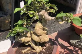 三角梅盆景真的能快速制作吗？你错了！蓄枝几年，才能现出年功图片