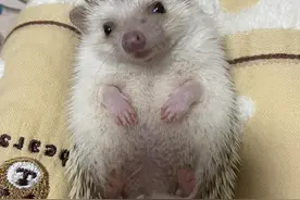 男子在家养180只蜥蜴！刺猬等网红异宠，为啥让人又爱又头疼？图片