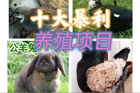 十大暴利养殖大分享，总有一种适合你，赶快来学图片