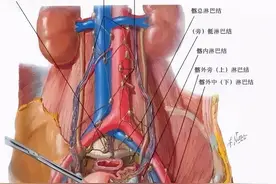盆腔解剖图谱图片