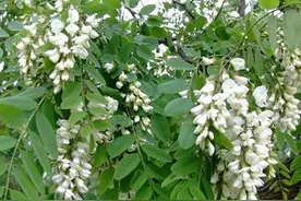 城市山地绿化的刺槐，种植技术介绍图片