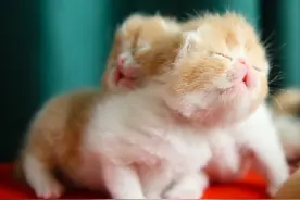 这是橘猫小时候的样子吗？图片