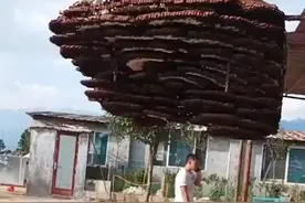 贵州发现吊车才能搬动的马蜂窝，马蜂窝能做多大？意义是什么？图片