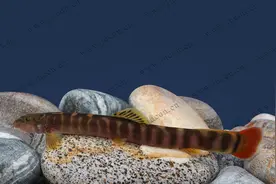 中国原生鱼：红尾副鳅图片