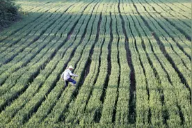 中国农村未来将会是什么样子？我的预测不知道朋友们是否认可？图片