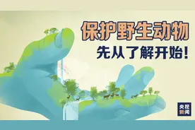 说到国家重点保护野生动物 除了狮子、老虎......还有它们图片