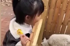 “真香女孩”火了，小羊被做成肉串大哭，下一秒却笑了图片