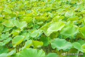 泰安市泰山区人教版九年级上册语文期末复习题图片