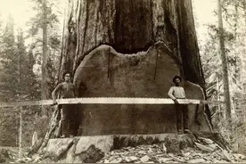 可长到110米，现存最大的树，因近100年的灭火行动差点绝后图片