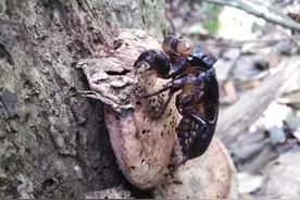 （蝉）一种神奇的虫子图片