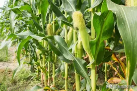 不知道种植哪个玉米品种好？这10个玉米品种都不错，你自己选择图片