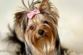 狗界女神“约克夏犬”，养的人却不多，是因为什么？图片