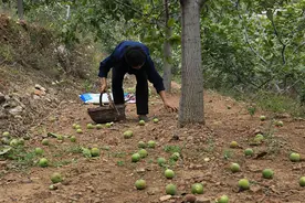 一斤3元，每年只吃3个月，去皮手染黑，一次买10斤不够吃图片