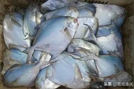 鲳鱼家族三兄弟：金鲳、银鲳、黑鲳，为啥银鲳鱼最高贵？图片