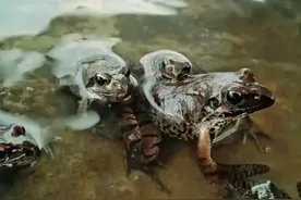 “禁野令”下，东北林蛙养殖业何去何从图片