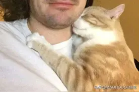 猫是如何选择自己喜欢的人？图片