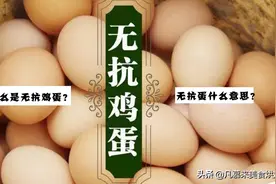 无抗蛋什么意思？如何区分散养土鸡蛋？白皮鸡蛋好还是红皮鸡蛋好图片