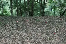 一年收获不足50斤，市价千元一斤，吃过的都说奢侈图片