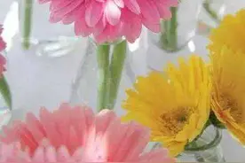 北方日光温室非洲菊切花高产高效栽培实用技术图片