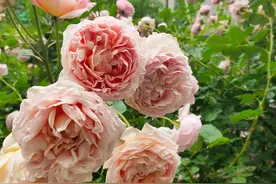 月季花小苗最近忽然叶片发黄，下部叶子还枯了是怎么回事？图片