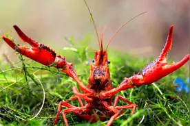 警惕，小龙虾扩散到19个省，人虾大战完败，为何小龙虾会泛滥？图片