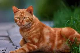 老祖宗说：一只猫有这些特点，是真的“旺家”图片